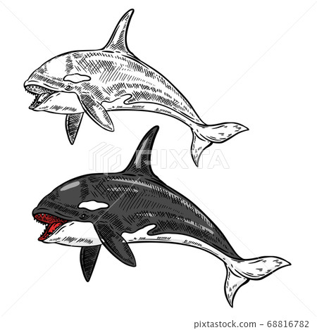orca whale illustration isolated on white orca whale illustration isolated on white 68816782