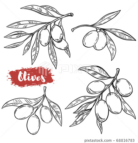 Set of hand drawn olive illustrations isolated on Set of hand drawn olive illustrations isolated on 68816783