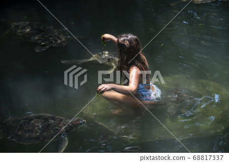 Girl Feeding a Group of green sea turtle with on seaweed, Caretta Tortoise in Nungwi, Zanzibar, Tanzania, Africa 68817337