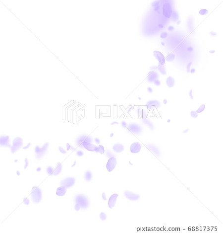 Violet flower petals falling down. Pretty romantic Violet flower petals falling down. Pretty romantic 68817375