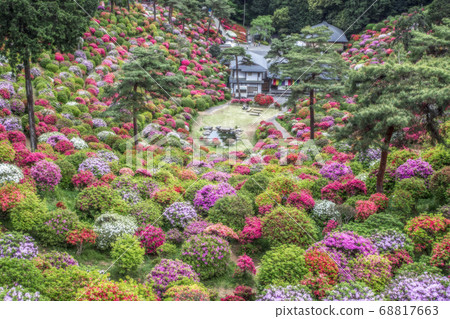 Shiofune Kannonji Azalea Shiofune Kannonji Azalea 68817663