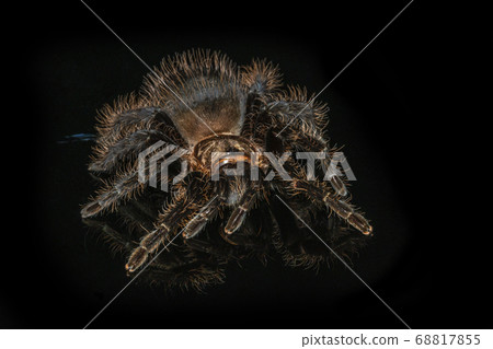 Tarantula grammostola porteri isolated on black 68817855