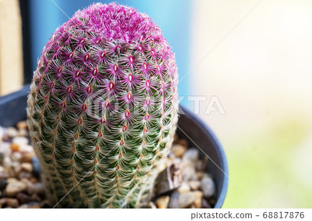 Marco close up Rainbow Hedgehog Cactus or 68817876