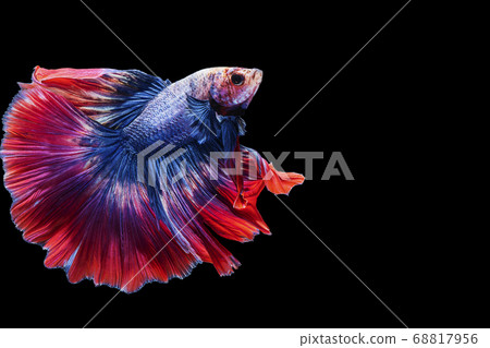 Multicolor Betta splendens fighting fish in Multicolor Betta splendens fighting fish in 68817956
