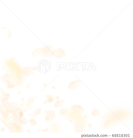 Yellow orange flower petals falling down. Trending Yellow orange flower petals falling down. Trending 68818301