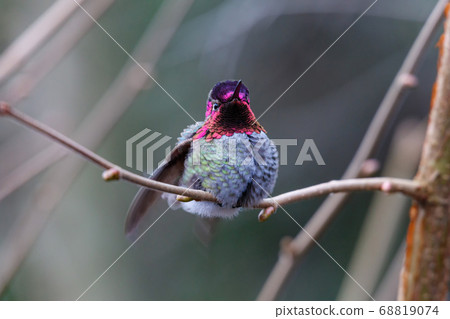 Male Annas Hummingbird Male Annas Hummingbird 68819074