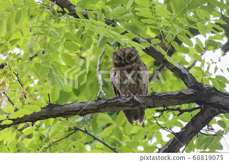Oriental Scops Owl 68819075