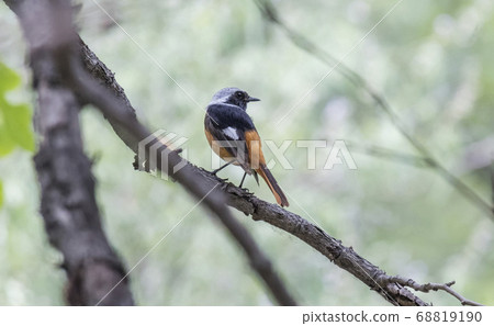 Daurian Redstart  bird 68819190