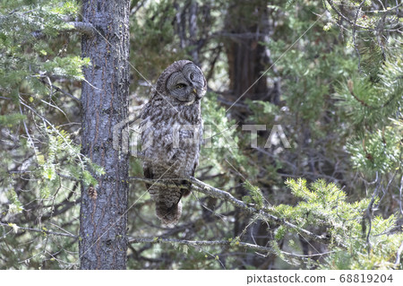 Great Gray Owl Perched 68819204