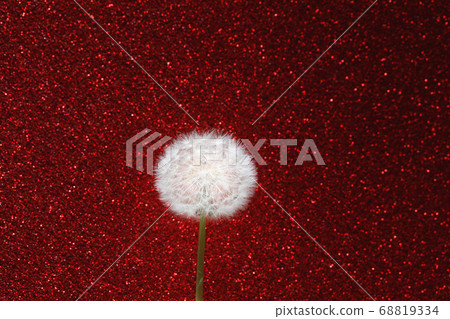 dandelion flower on red glitter background dandelion flower on red glitter background 68819334