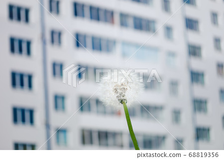 dandelion flower against high-rise apartment dandelion flower against high-rise apartment 68819356