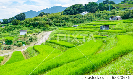 Terraced rice terraces (summer) Terraced rice terraces (summer) 68820686