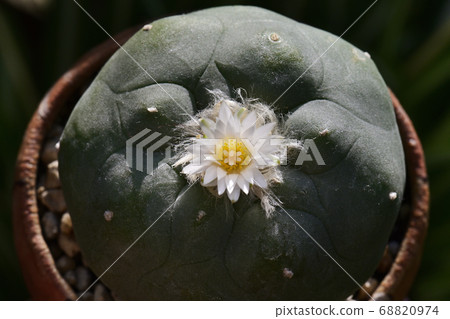 仙人掌花 仙人掌花 68820974