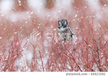 Northern Hawk owl Northern Hawk owl 68821092