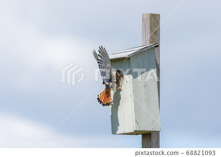 american kestrel bird american kestrel bird 68821093