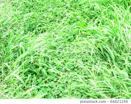 Grass field Grass field 68821248
