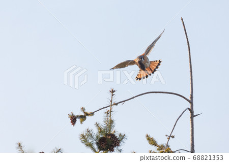 american kestrel bird 68821353