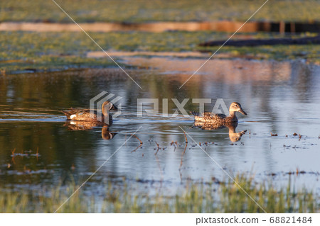 Blue winged Teal Blue winged Teal 68821484