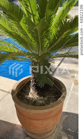 Decorative palms in flower pots. Water texture on a blue background. Swimming pool on the rustic style villa. Decorative palms in flower pots. Water texture on a blue background. Swimming pool on the rustic style villa. 68822106