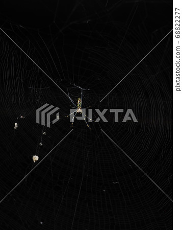 Spider in a spider web 68822277