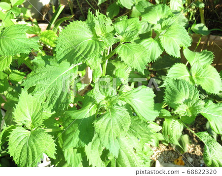 紫蘇離開 68822320