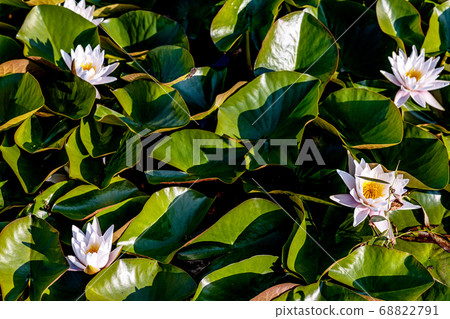 Lotus Blossoms. Beauty water lilly flower.Pink Lotus. Lotus Blossoms. Beauty water lilly flower.Pink Lotus. 68822791