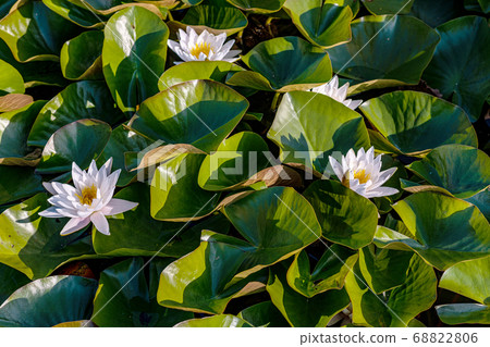Water Lily On Water. Beautiful flowering pink water lily - lotus in a garden in a pond. Reflections on water surface. 68822806