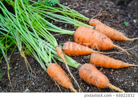 胡蘿蔔在菜園裡收穫蔬菜 68822832