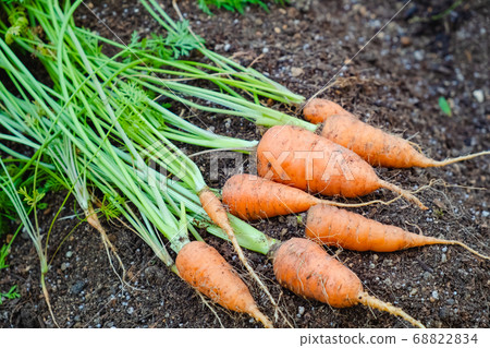 胡蘿蔔在菜園裡收穫蔬菜 68822834