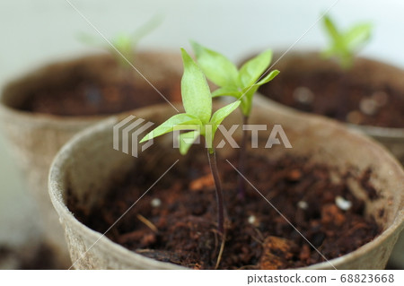 Manganji辣椒Futaba和從紙罐中發芽的真葉 68823668