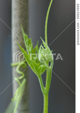 戈雅（Goya）年輕人留在葡萄樹的頂端 68823669