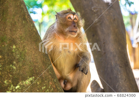 Monkey at Koh Phi Phi island 68824300