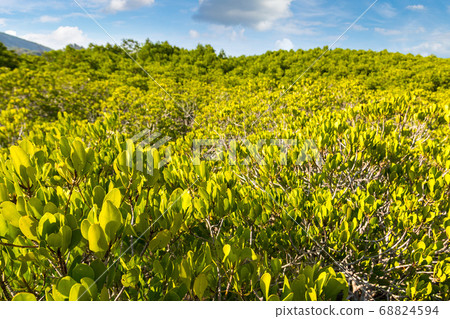 Mangrove forest in Thailand Mangrove forest in Thailand 68824594