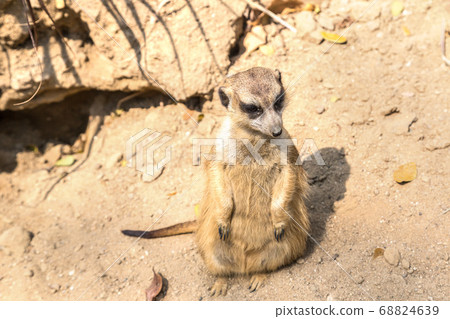 Cute close up surikat Cute close up surikat 68824639