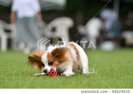 Papillon playing with a dog run 68824650