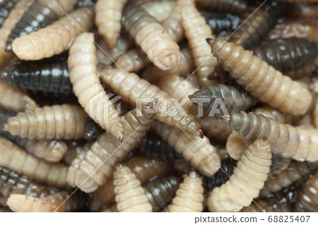 Macro photography of maggots Macro photography of maggots 68825407