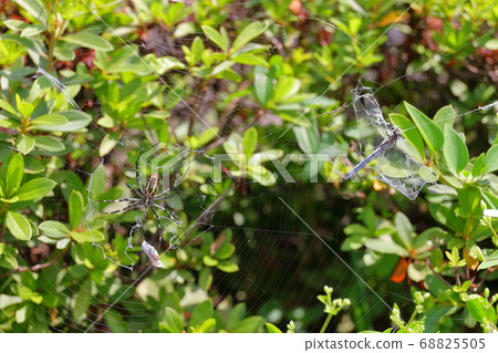 Insects on a cobweb 68825505