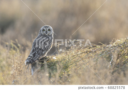 Short eared owl 68825578