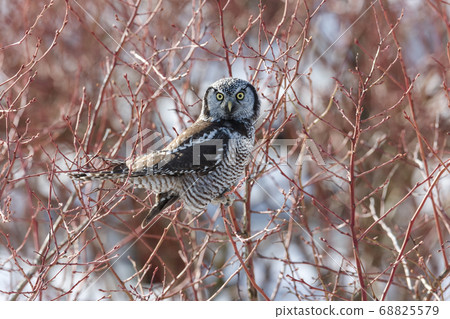 Northern Hawk owl 68825579