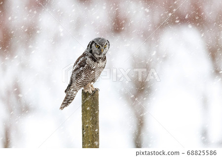Northern Hawk owl 68825586