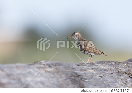 spotted sandpiper bird 68825597