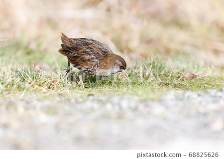 the waterbird sora the waterbird sora 68825626