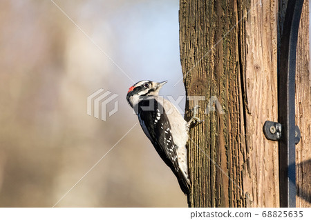 downy woodpecker 68825635