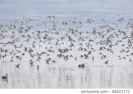 flock of flying dunlin 68825772