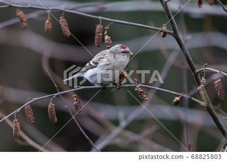 hoary redpoll 68825803