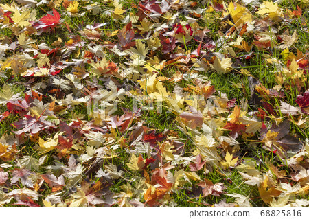 Colorful maple leave on the ground 68825816