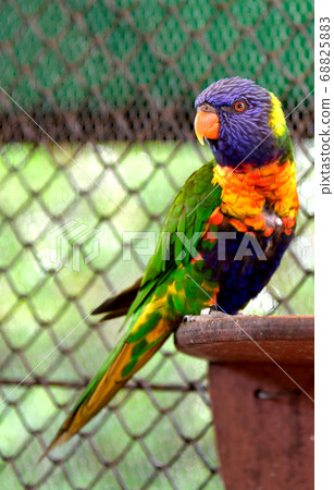 White-faced cockatoo 68825883
