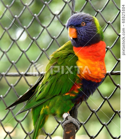 White-faced cockatoo 68825884