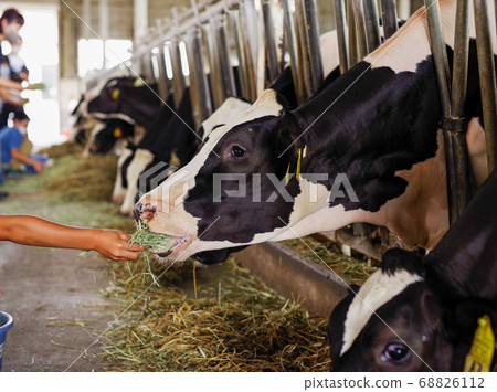 牧場中的牛棚裡的牛 68826112