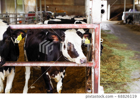 Cows in a cowshed on the ranch Cows in a cowshed on the ranch 68826119
